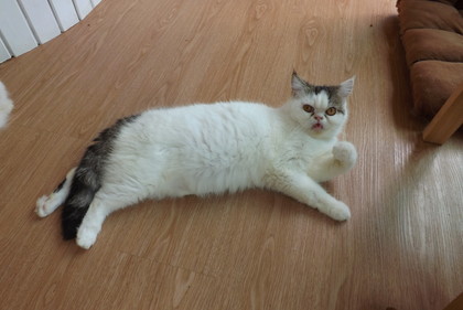 店内の猫
